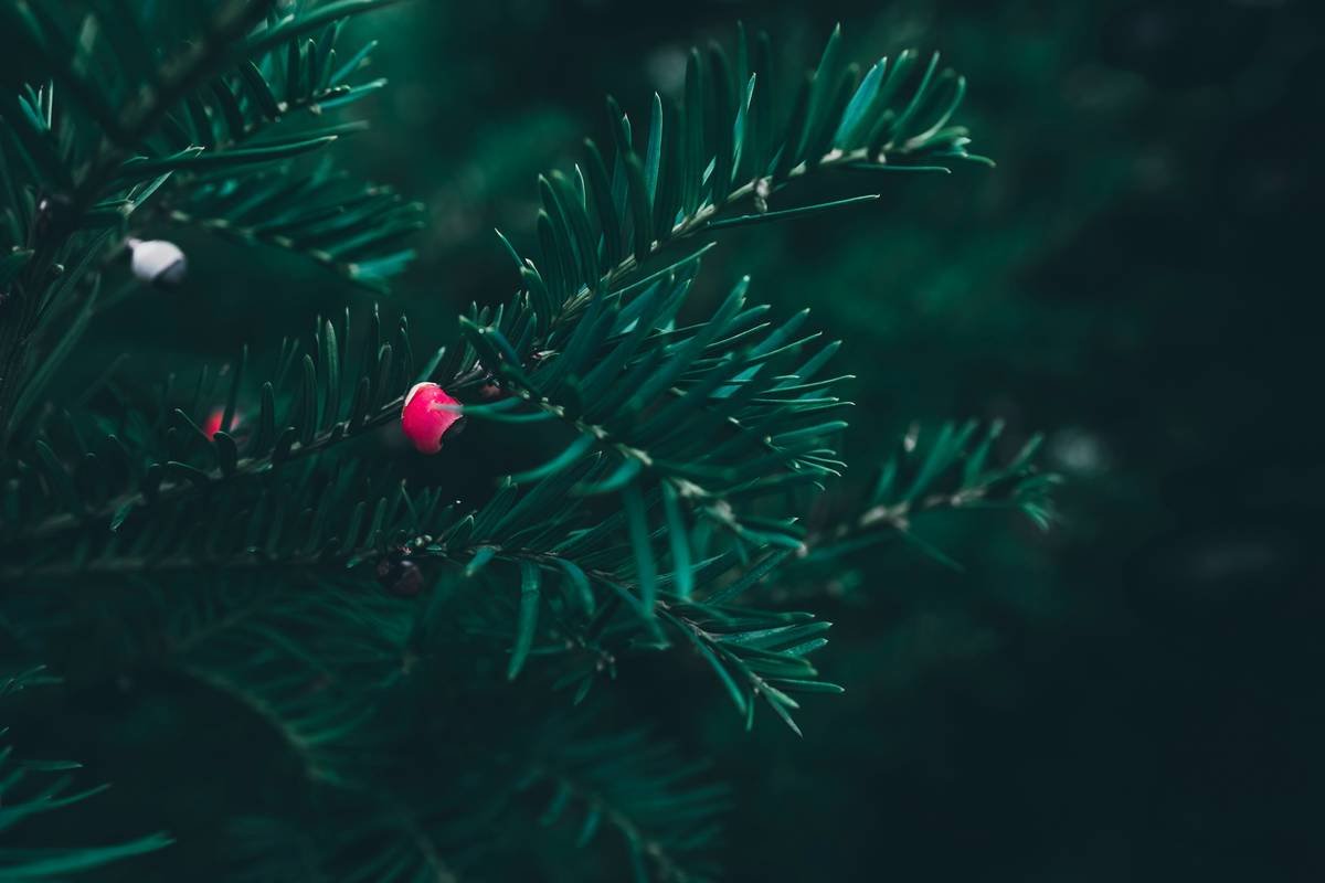 Step-by-step demonstration of attaching a tree pick floral accent to a Christmas tree branch using floral wire