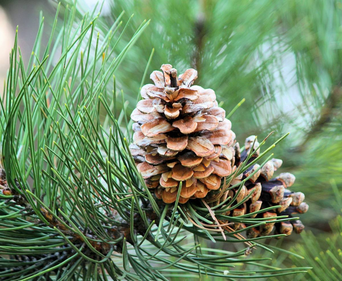 Close-up of textured pinecone filler nestled among evergreen branches and gold ornaments